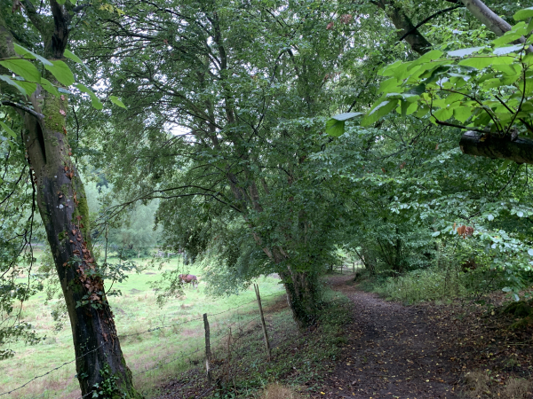 Chemin de la Planquette d'Arboux entre St-Cyr-la-Campagne et St-Didier-des-Bois.