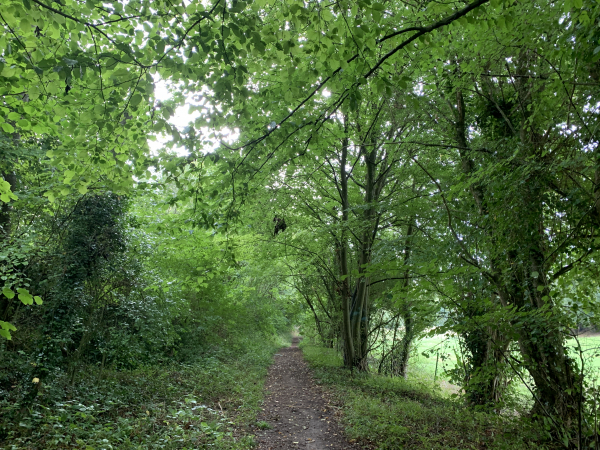 Chemin d'Argeronne dans le bois et en direction du château du même nom.