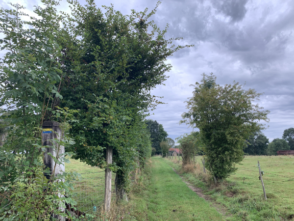 Nous longeons Surtauville. Les paysages ont changé depuis La Haye-Malherbe. Nous ne sommes pas encore en Beauce, mais nous traversons déjà de longues étendues de champs de céréales.