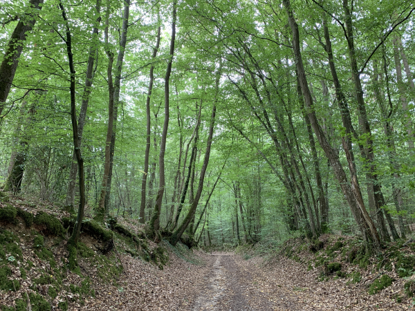 Après Canappeville, nous entrons dans le Bois du Roule en direction de Hondouville.