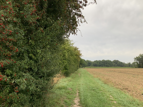 Nous partons du centre du bourg de Vieux-Manoir et marchons sur le chemin qui traverse le plateau et descend dans le bois des Houlettes.