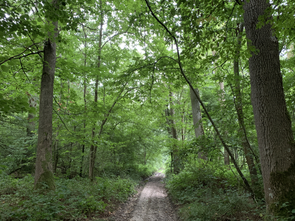 Nous descendons le bois des Houlettes jusqu'à la D90.