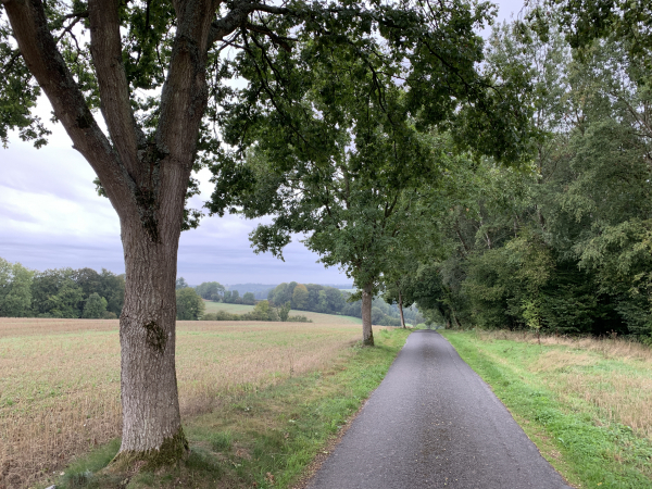 Nous sommes en lisière du bois du Fil, et descendons vers Fontaine-Châtel.