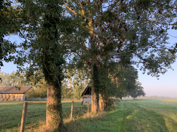 Peu après l'église, nous arrivons déjà sur les chemins. Celui-ci va nous conduire jusqu'à l'entrée de la forêt domaniale de Montfort.