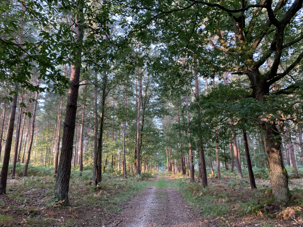 Nous sommes entrés en forêt de Montfort. Ancienne forêt des comtes de Montfort, elle devient propriété de l'état en 1833. Très exploitée au XIXe siècle, elle a été replantée en résineux, surtout des pins sylvestres.