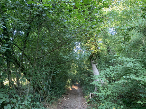Nous montons, en pente douce, vers Brestot, mais nous n'irons pas jusqu'au bourg et resterons en forêt.