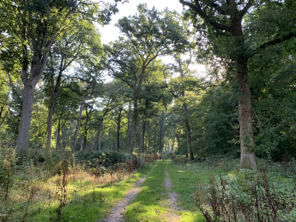 Nous suivons cette belle allée forestière qui s'appelle la Route des Chênes en bordure de forêt.