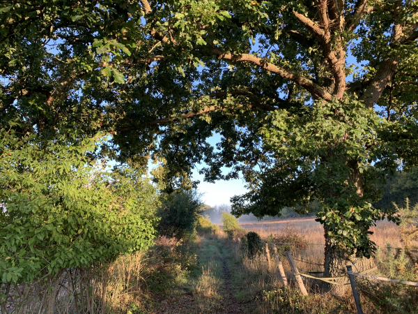 Nous sortons des bois pour monter vers la plaine des Carrières, nous y sommes accueillis par le soleil d'une belle journée d'automne.