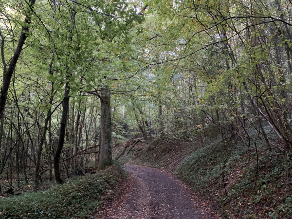 Nous quittons la vallée par le chemin du Buquet dans le Bois Tellier.