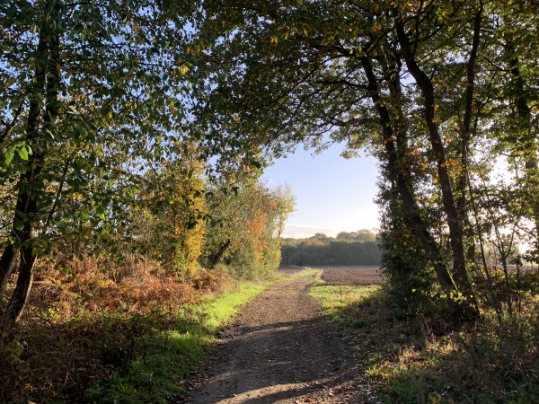 Au sommet, nous traversons quelques clairières cultivées, comme ici aux Onglées.