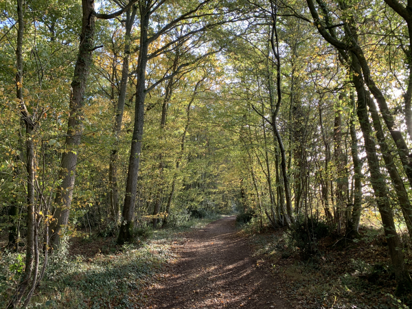 Nous sommes au nord du village de Bretagnolles, sur les chemins de la forêt de Merey.