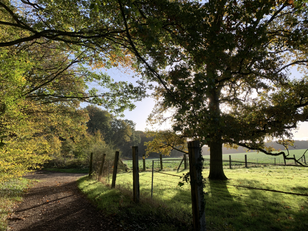 Forêt de Merey, les Essarts.