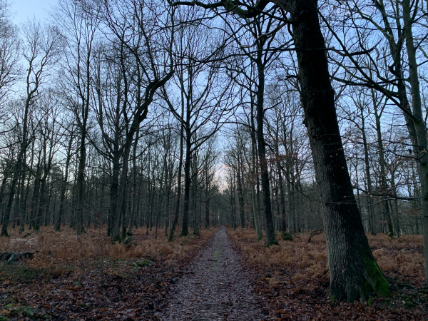 Dès la sortie du bourg, nous montons en forêt de Beaumont en suivant le GR224.