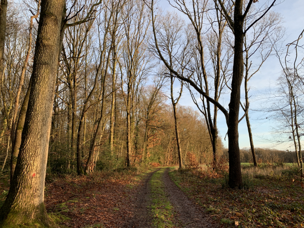 Nous allons serpenter sur les charmants chemins du bois du Chouquet jusqu'à la Charentonne.