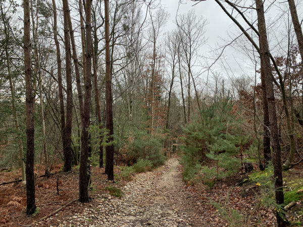 Dans le bois de Courcelles, nous rejoignons le GR26, puis le GR224.