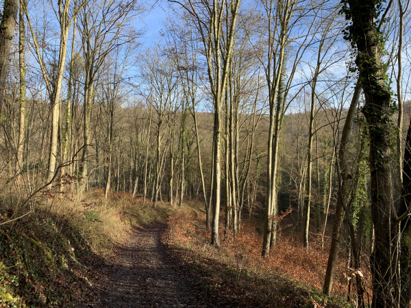 Notre chemin traverse le Bois des Thillers sur toute sa longueur (3,5km) et débouche au Hamet. En face de nous, sur la colline, se trouvent les vestiges de fortifications préhistoriques appelées Château Robert.