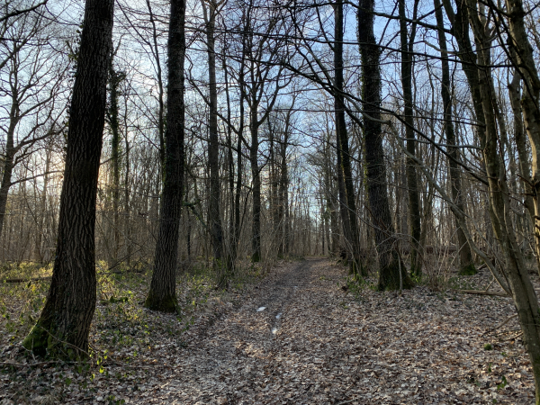 Bois de la Mare Jaunet. L'essentiel du circuit suit des chemins de terre bordés de bois.