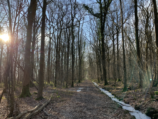 Après avoir contourné le stand de tir, nous retrouvons les chemins boisés, ici le bois des Hauts Maunis.