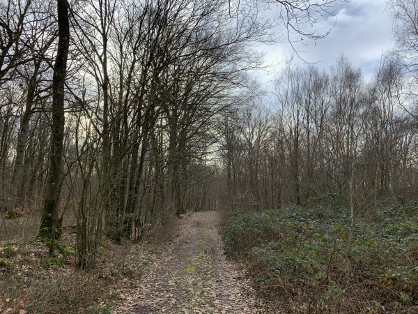 Nous traversons plusieurs bois en marchant vers le sud.