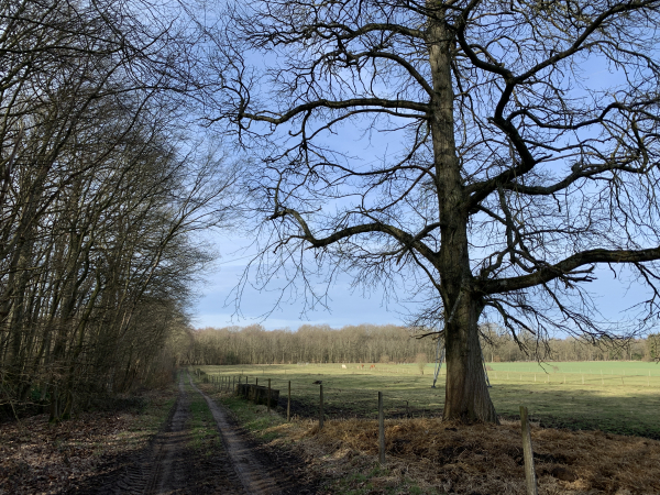 Nous retrouvons les chemins boisés en approchant de Conchez.