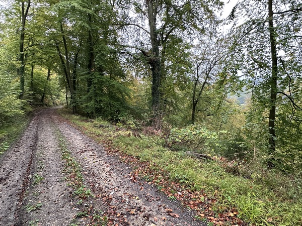 Nous entrons en forêt domaniale de La Londe - Rouvray, et suivons la charmante route forestière des Roques.