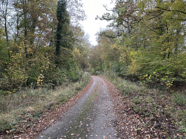 Nous suivons maintenant la route forestière des Vallons.&nbsp; Ces voies forestières bitumées sont classées comme routes, mais n'en ont pas l'ambiance ! Celle-ci est particulièrement agréable.