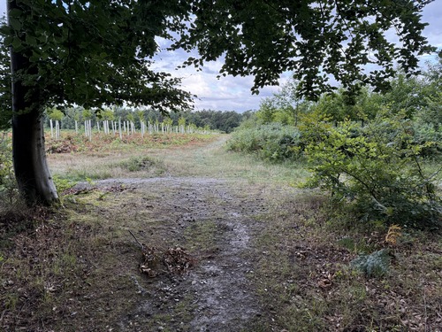 Au sommet, nous prenons le premier chemin à droite avant la parcelle récente.