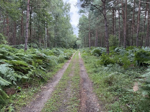En forêt domaniale, les possibilités sont nombreuses, nous décidons de suivre le chemin de la Grutte.