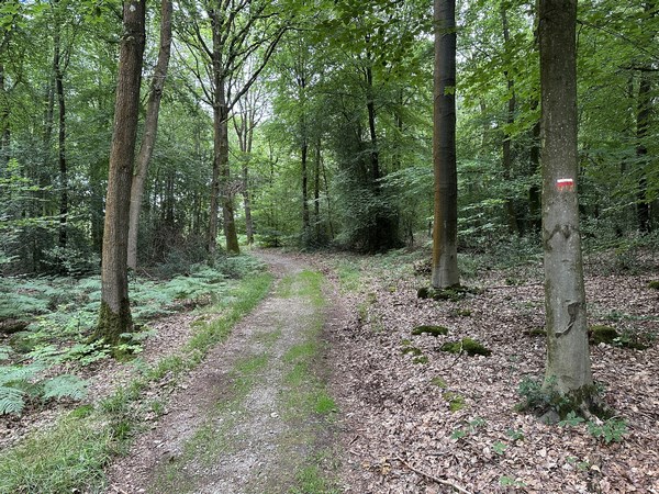 Voilà le chemin de la Cramponnière, nous allons le quitter au sommet pour tourner à gauche sur le chemin des Deux Mères.