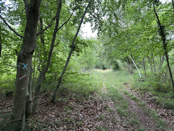 Nous quittons le chemin des Deux Mères et le GR222 pour tourner ici à gauche pour rejoindre la route forestière de la Biche.