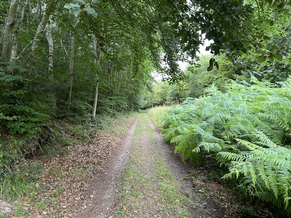 La route forestière de la Biche est encore un chemin très agréable, dont la végétation forme parfois un tunnel de verdure.
