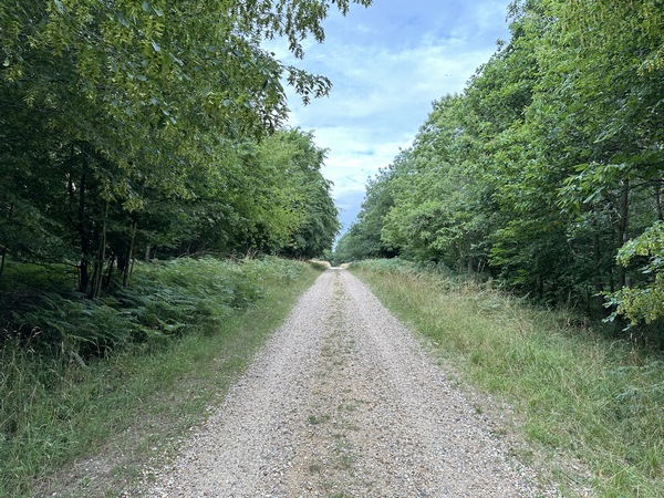 Nous avons rejoint la route forestière de Bonport, et allons tourner à droite sur le discret chemin de la Rue aux Vaches.