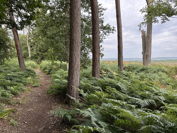Le sentier de lisière offre des points de vue sur St-Pierre-lès-Elbeufs et la vallée de la Seine.