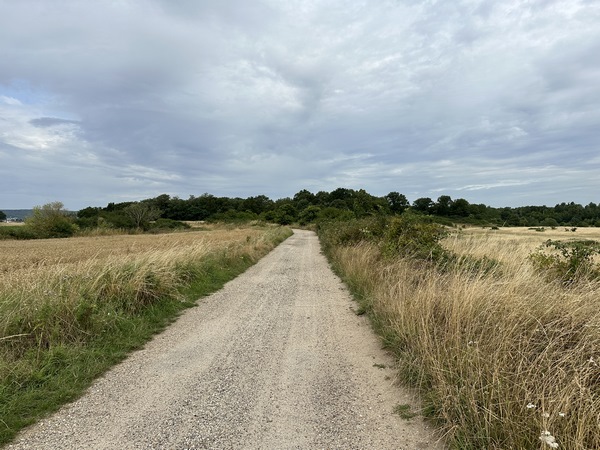 Nous quittons le sentier d'accès à la forêt pour suivre ce chemin des anciens marais.
