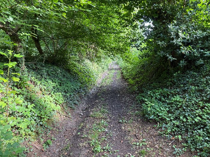 Après la villa, la Cavée du Rossignol devient un vrai chemin qui monte en forêt.