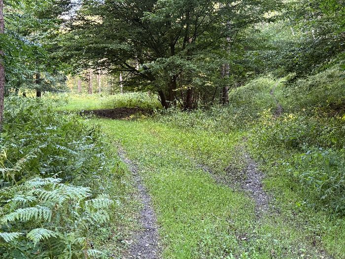 Arrivé en forêt domaniale, je laisse le chemin du Rossignol qui monte à droite, pour continuer sur le chemin qui monte le vallon du Biessard.