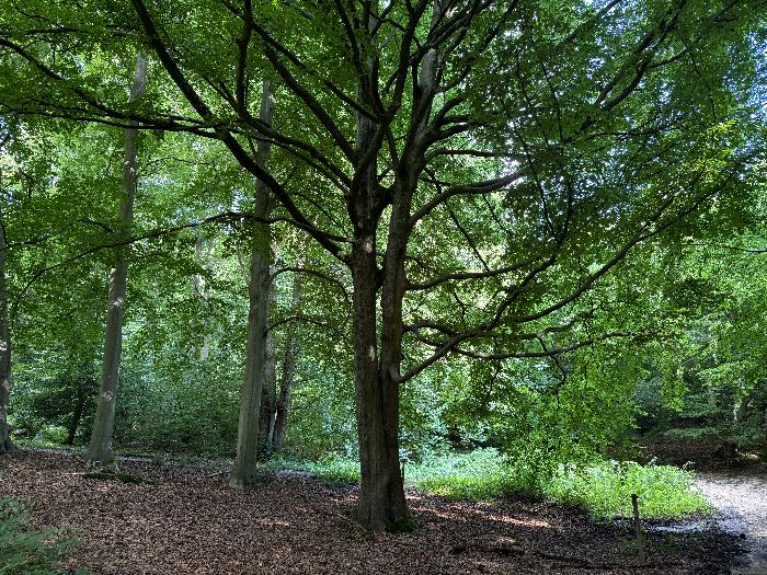 J'arrive au carrefour du Rossignol, au pied du Hêtre Echelle, dont les deux tiges présentent un phénomène d'anastomose (soudure des branches).