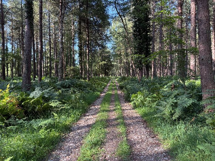 Au carrefour, je prends vers le sud la voie forestière au Loup.