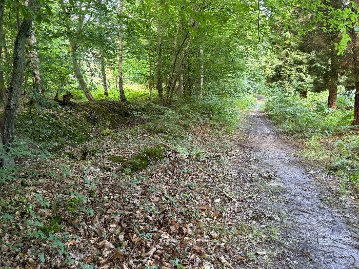 J'arrive sur le chemin frontière entre l'ancienne forêt royale et le bois de la Commanderie du Temple. Le classique fossé et son terre-plein, qui délimitaient les forêts royales, sont encore bien visibles.