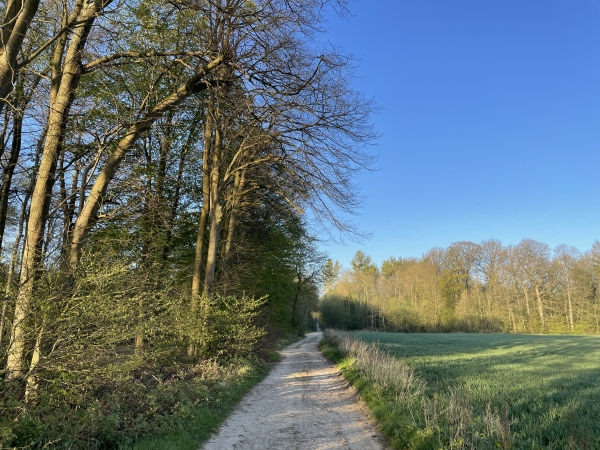 Nous entrons dans le bois par le chemin des Monts aux Âniers.