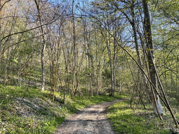 Nous remontons dans le bois du Grand Mont Briseuil par le chemin du Four à Chaux et le chemin du Pont Bleu.