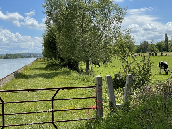 Ce n'est pas fréquent : il y a un passe clôture sur le chemin de halage ! En effet, le chemin fait partie du pré, et ce sont les vaches qui l'entretiennent.
