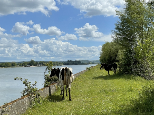 Ici, ce sont les péniches que les vaches regardent passer.
