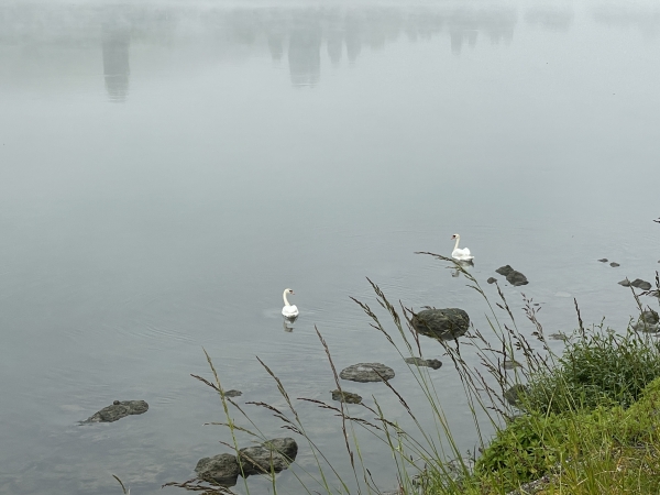 Nous dérangeons un couple de cygnes qui nous surveille du coin de l'oeil.