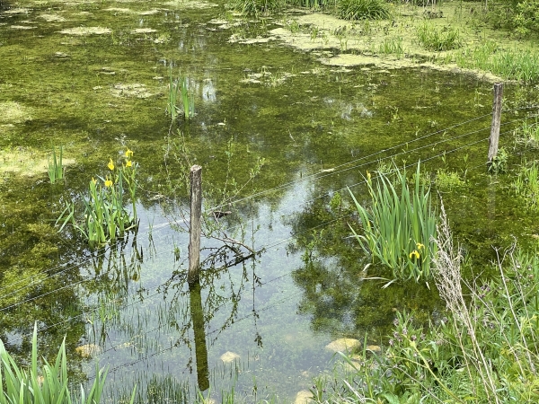En approchant de la Chaussée Bertrand, le chemin s'éloigne de la Seine pour laisser la place aux étangs. Dans leurs parties ensoleillées, les étangs sont parsemés d'iris des marais.