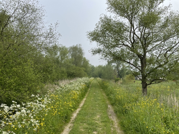 Marais d'Hénouville.
