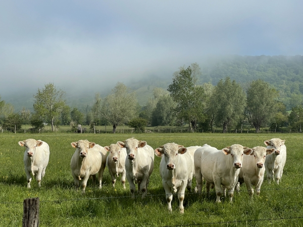 Nous suivons maintenant la Chaussée Bertrand. La brume se lève et ne couvre plus que le sommet du coteau.