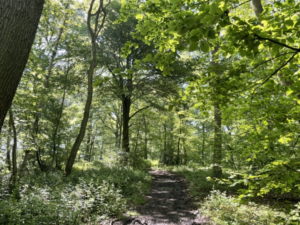 Nous avons rejoint le GR2 qui traverse la forêt domaniale de Roumare.