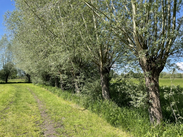 Ici, le chemin est bordé de saules.