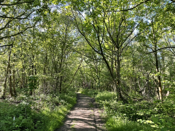 Passage boisé au Mont Jolibois, avant de descendre vers Criel-sur-Mer.